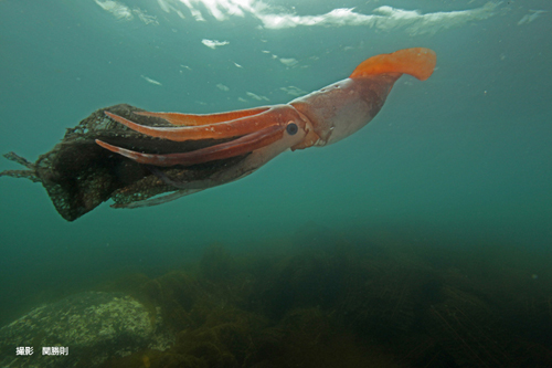 世界で初めての抱卵イカとして知床沖で発見された謎のイカの種名が判明