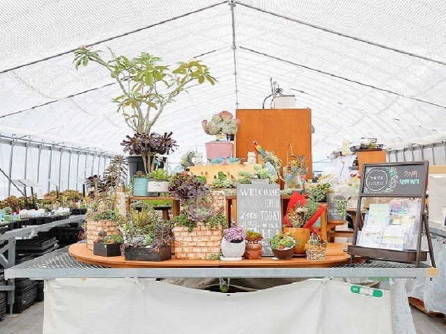 アトリエnana 多肉植物専門店 - ガーデニング・造園 / 富士市 - 静岡