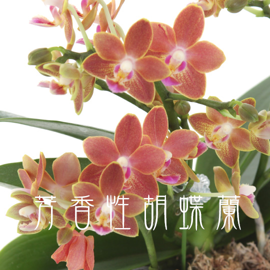 芳香性胡蝶蘭の可能性 - 株式会社正花園