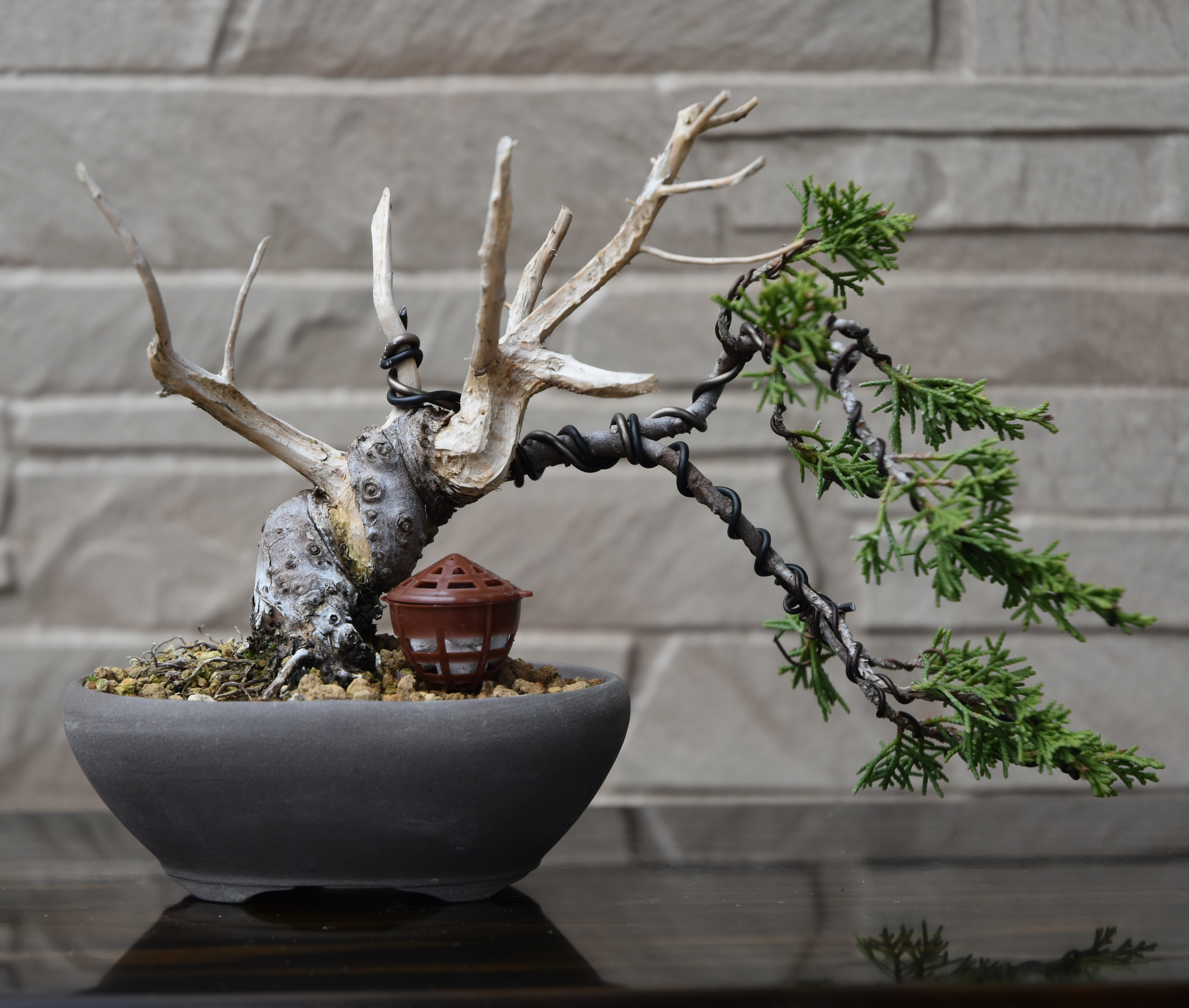 小品盆栽専門店ひごや / ミニ盆栽