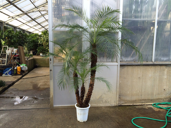 フェニックス・ロベレニー 3本株立ち | Garden-Information | 湘南造園