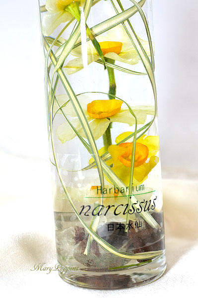 ハーバリウム・日本水仙|フラワーギフトMaryPoppins