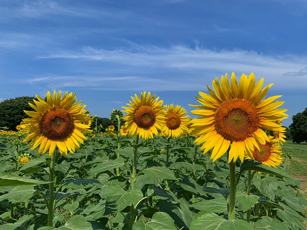 ヒマワリ開花情報（8/9） – 国営昭和記念公園公式ホームページ