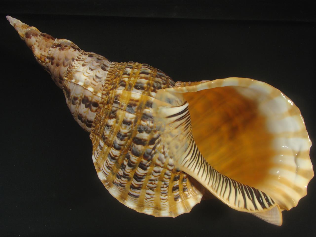 法螺貝 40cm 約895g - Kaiショップ