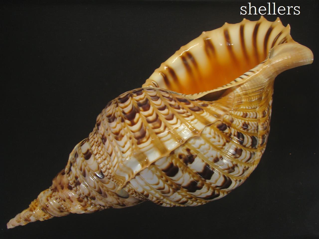 法螺貝 約725g 39cm - Kaiショップ