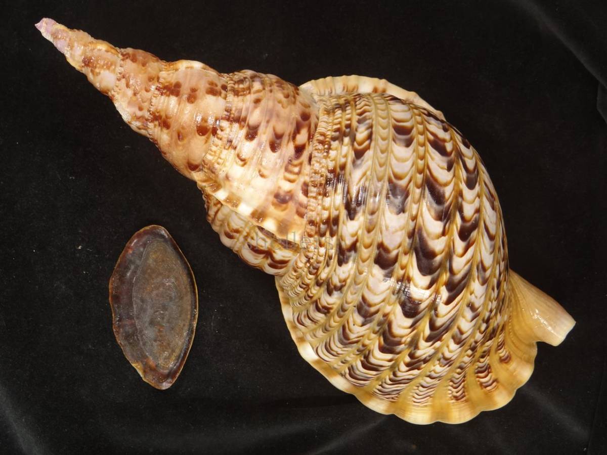法螺貝 40cm 1070g 特大 - Kaiショップ