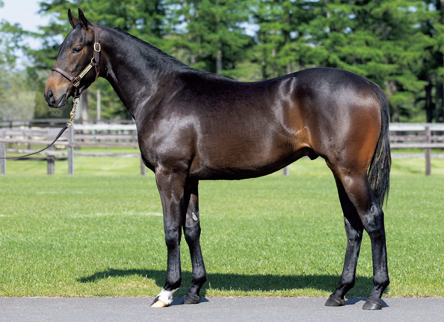 ピースオブエイト｜シルク・ホースクラブ公式｜Silk Horse Club