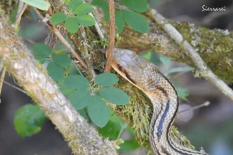 シマヘビ（Japanese striped snake）｜川久保 高槻市 北摂 0067