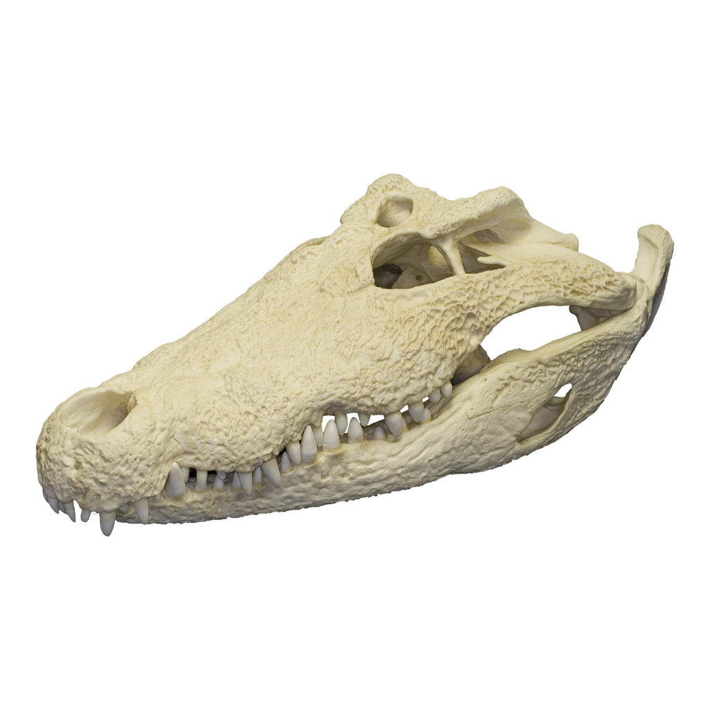 Replica Nile Crocodile Skull (26