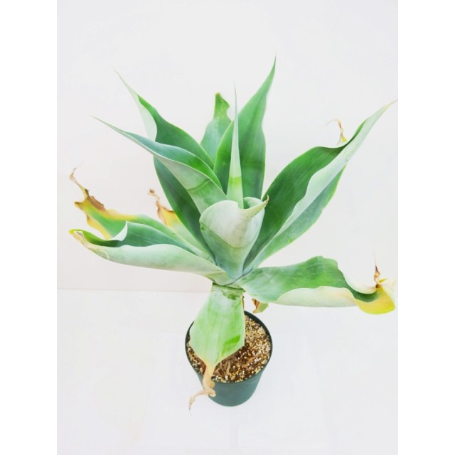 アガベ ハンチントンブルー Agave aff. attenuata 'Huntington Blue