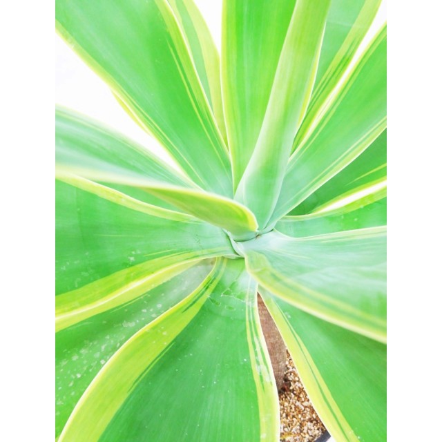 アガベ アテナータ 黄覆輪 Agave attenuata 'Yellow marginata