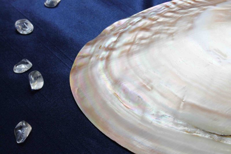 イケチョウ貝 シェル さざれ お皿 10×15cm 品番： 1090810908｜浄化