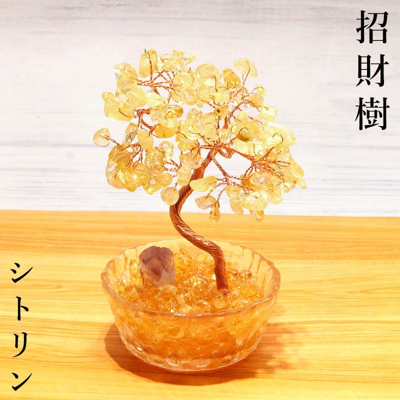 招財樹 植木 シトリン 金のなる木 風水 財運 健康運 仕事運 縁起物