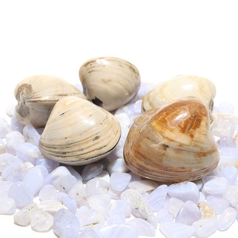 現品限り】2枚貝化石 ジュラ紀後期 マダガスカル産 フォッシルシェル