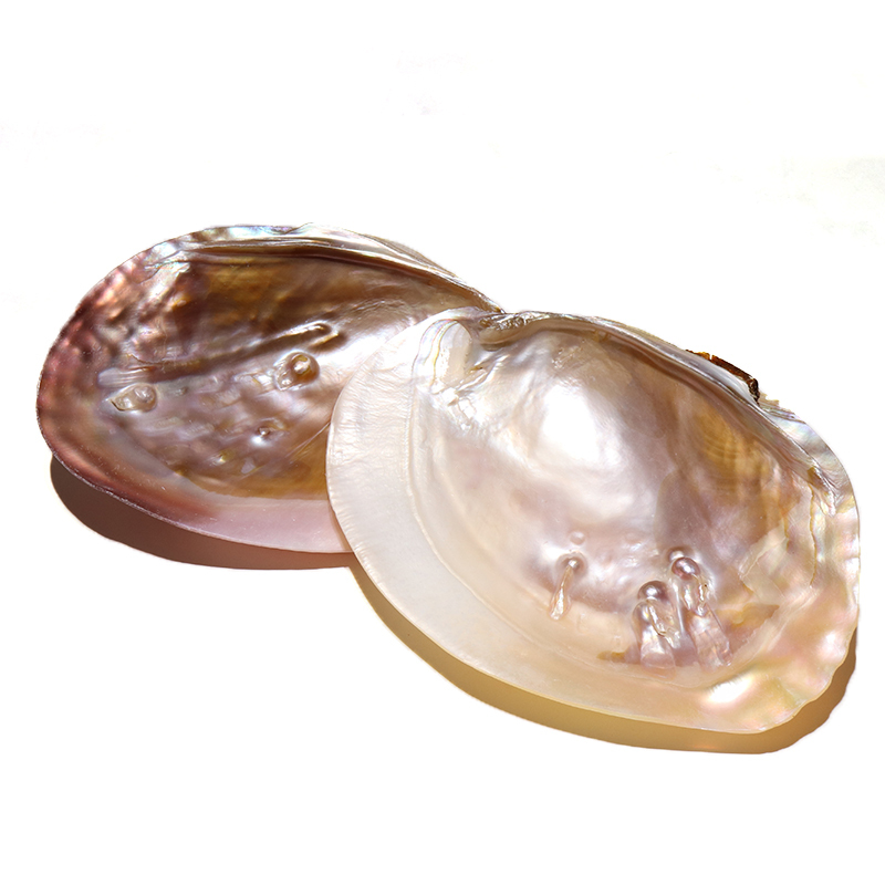 イケチョウ貝 シェル さざれ お皿 10×15cm 品番： 1090810908｜浄化