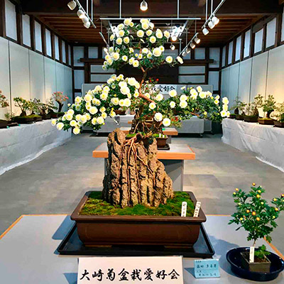 大崎菊盆栽愛好会で展示会開催 ｜ お知らせ ｜ 宮城 仙台・大崎市古川