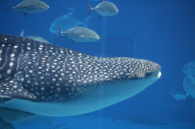 じんべえざめ・ジンベエザメ・甚兵衛鮫・鯨鮫・whale shark・Rhincodon