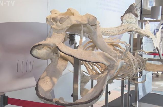 須磨海浜水族園 「幻のサメ」メガマウスザメの骨格標本展示 西日本での