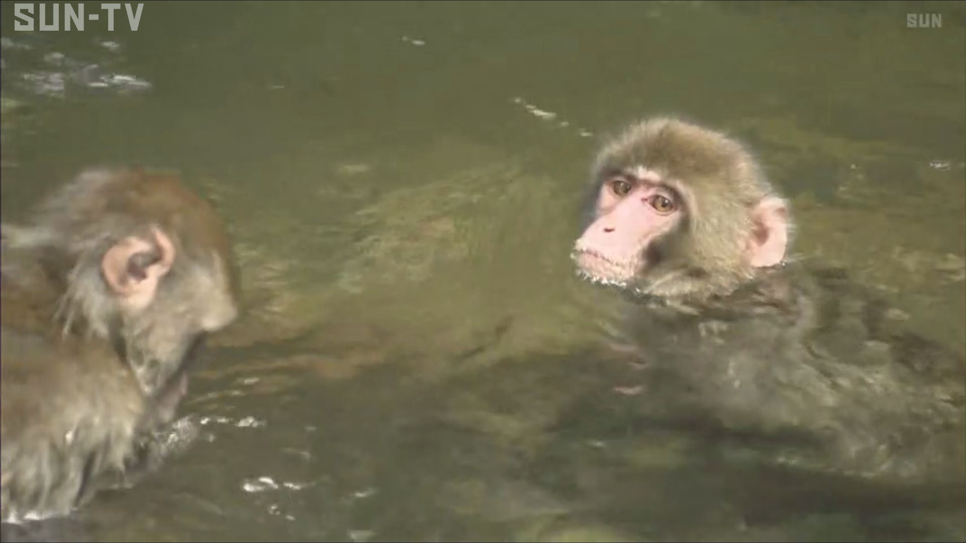 熱中症に警戒を！ 佐用町モンキーパークで「おさるのプール」 - サン