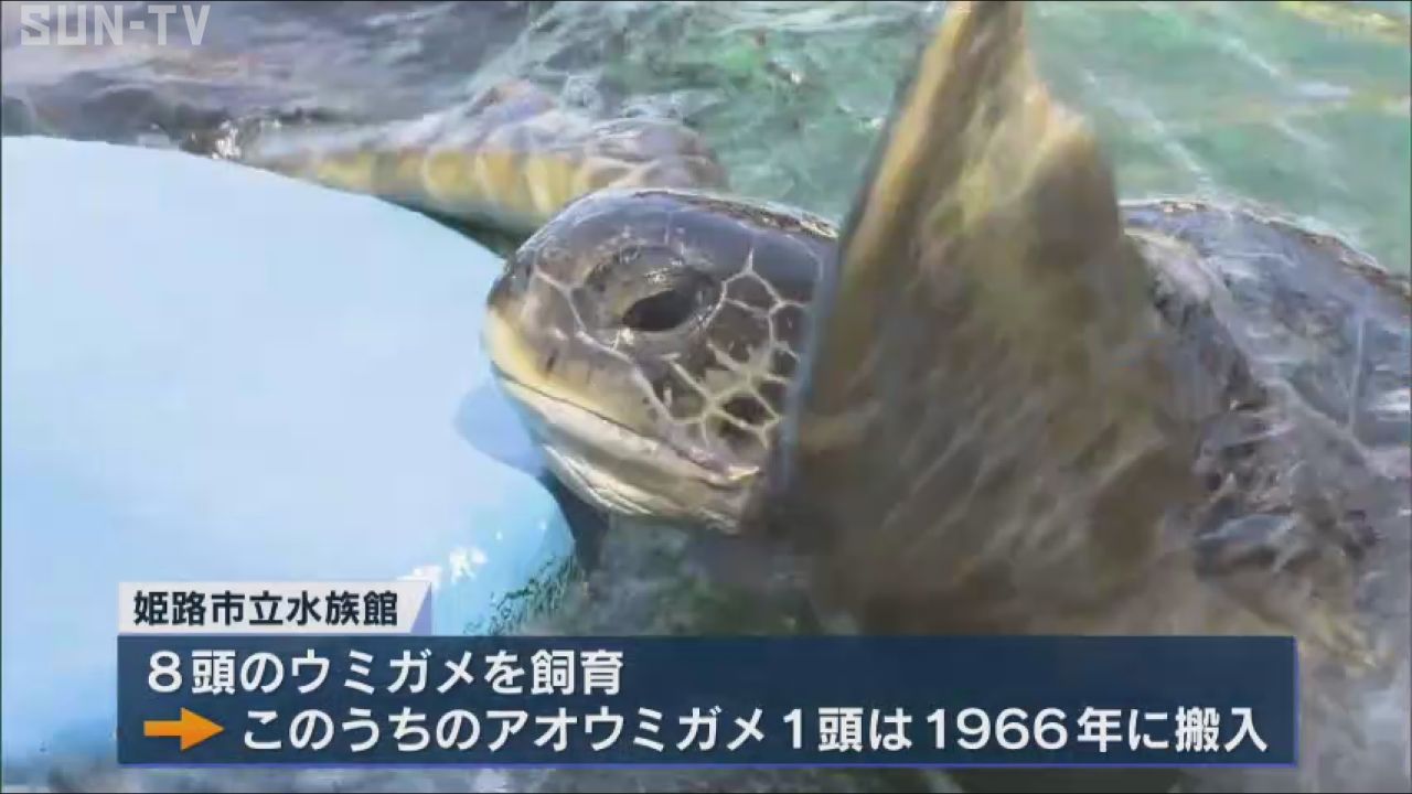 敬老の日」に姫路市立水族館 最高齢のアオウミガメに花束に見立てた
