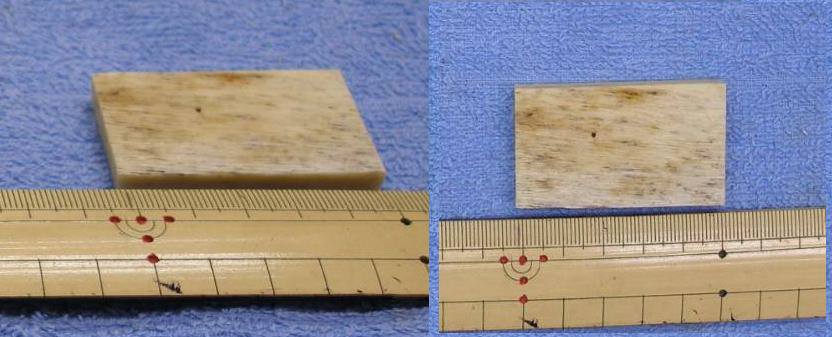 セイウチ(海象)牙/マッコウ鯨牙・骨/ミンク鯨髭・イワシクジラヒゲ