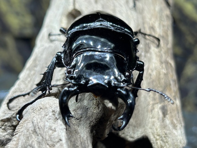 🪲タランドゥスオオツヤクワガタのご紹介🪲