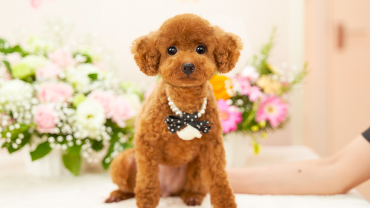 子犬の詳細NO.TCR1259|トイプードル・ティーカッププードルの