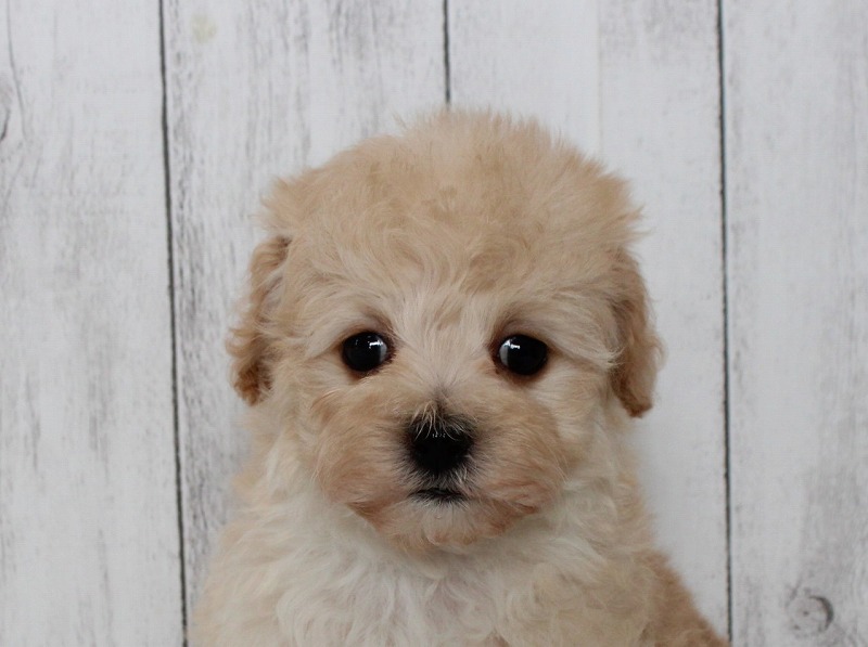 No.1042 トイプードルのアプリコットの男の子(2025年6月18日生