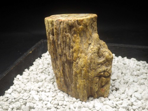 ペトリファイドウッド（珪化木） - 日本ダウジング協会（R）