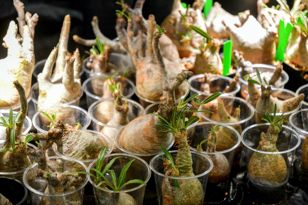 山梨に多肉植物の専門店「Mt.Fuji Plants（マウントフジプランツ）」が