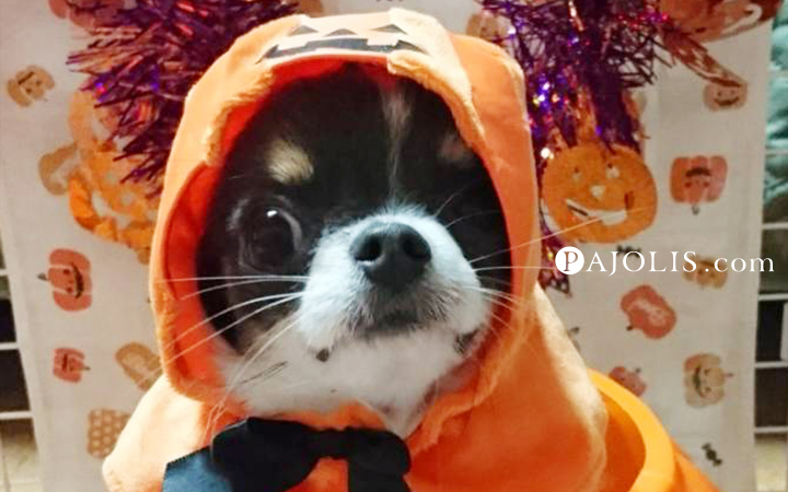 うちのチワワとやまちゃんのゆるさんぽ あっさりハロウィン編