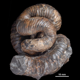 Muramotoceras yezoense 三笠市立博物館 MCM-A1107