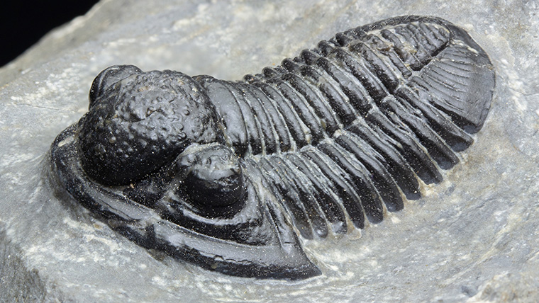 ゲラストスT41｜恐竜・化石グッズの専門店 ふぉっしる