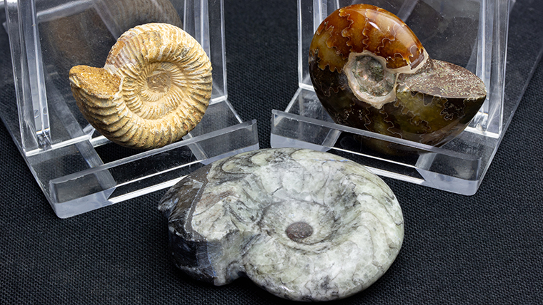 アンモナイト3個セット017｜恐竜・化石グッズの専門店 ふぉっしる