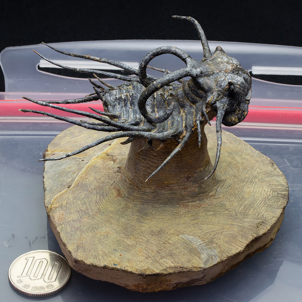 ディクラヌルスT40｜恐竜・化石グッズの専門店 ふぉっしる