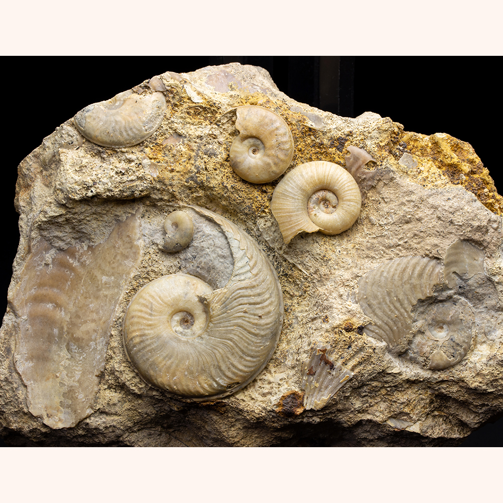 アンモナイト群集023｜恐竜・化石グッズの専門店 ふぉっしる