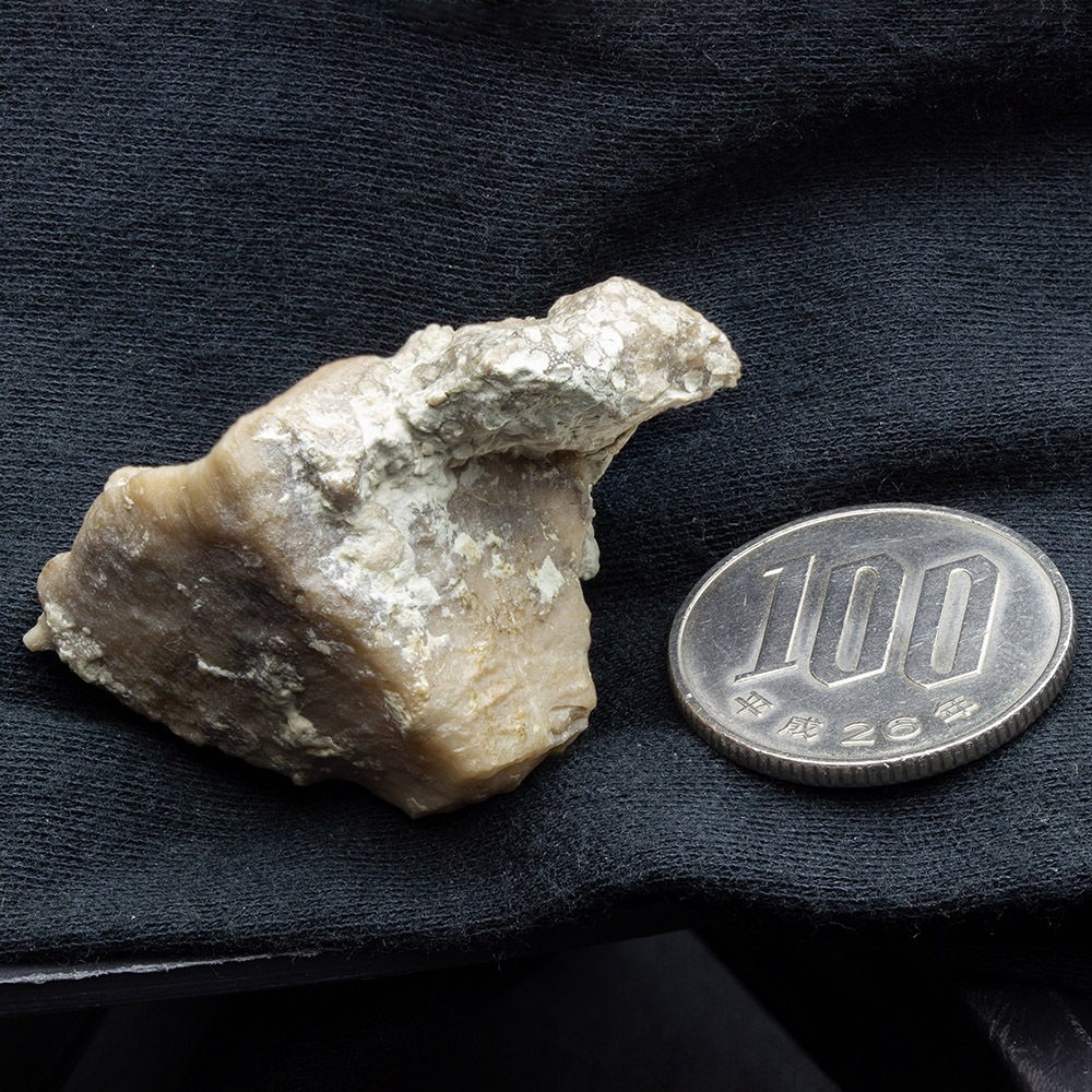 四放サンゴ046｜恐竜・化石グッズの専門店 ふぉっしる