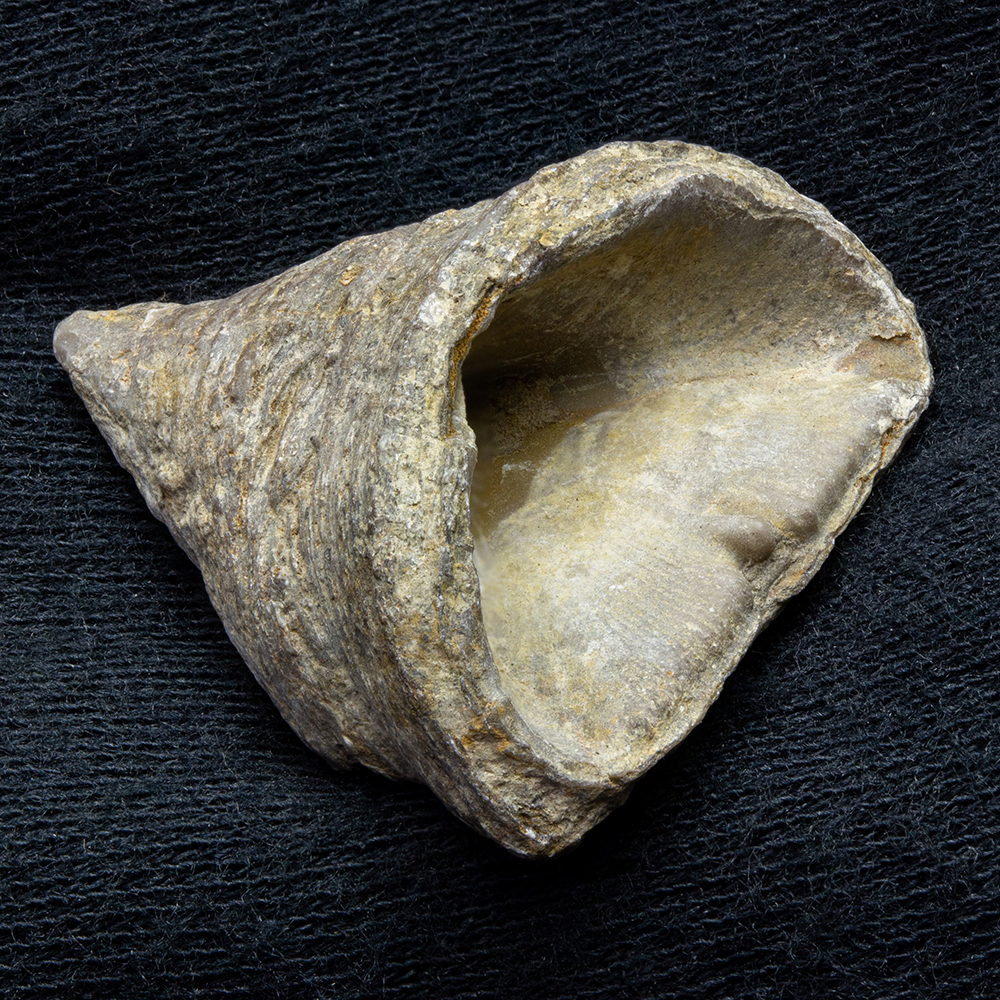 四放サンゴ050｜恐竜・化石グッズの専門店 ふぉっしる