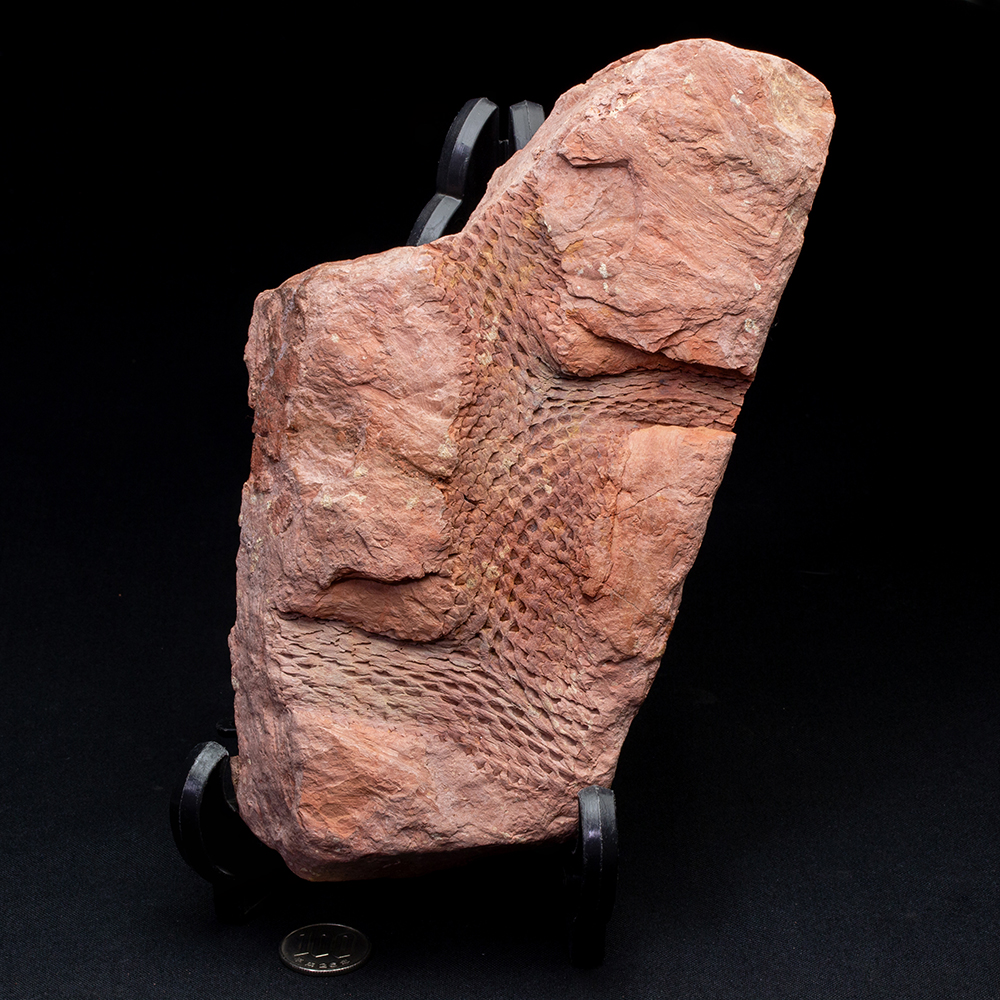 レピドデンドロン027｜恐竜・化石グッズの専門店 ふぉっしる