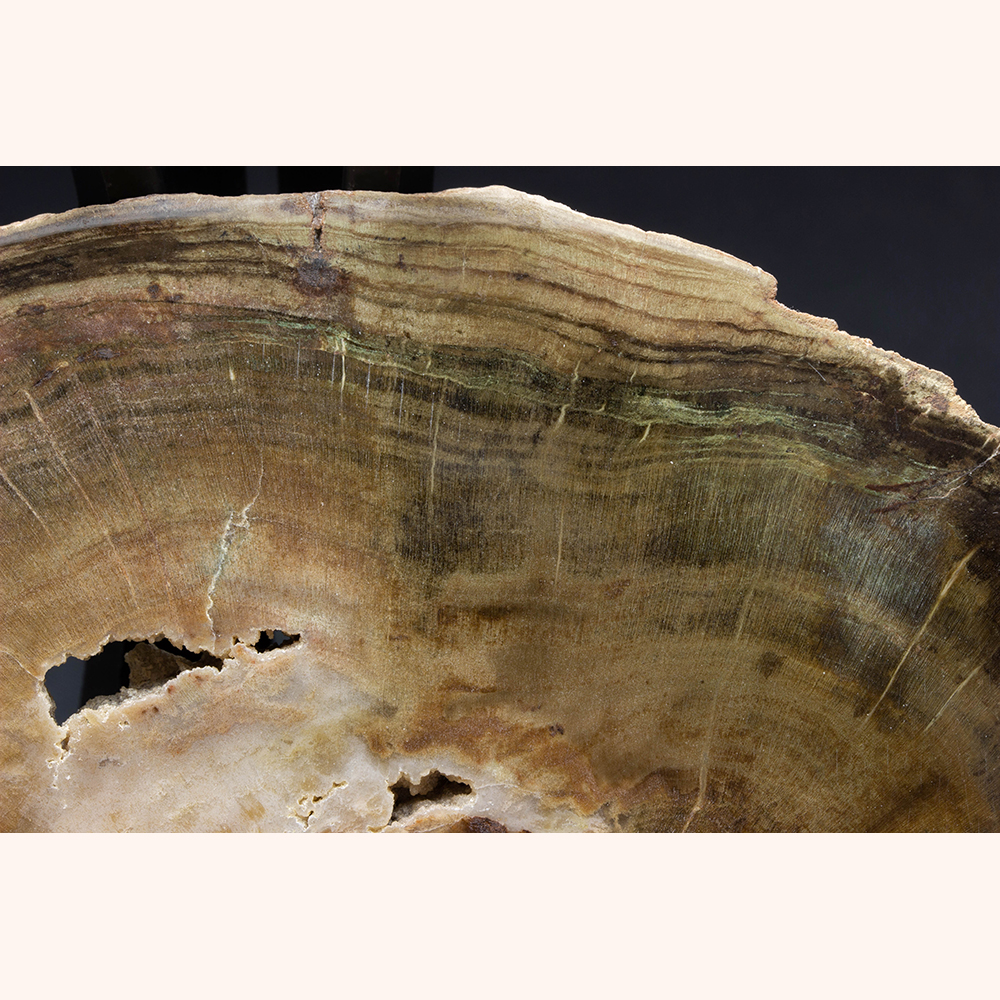 珪化木067｜恐竜・化石グッズの専門店 ふぉっしる