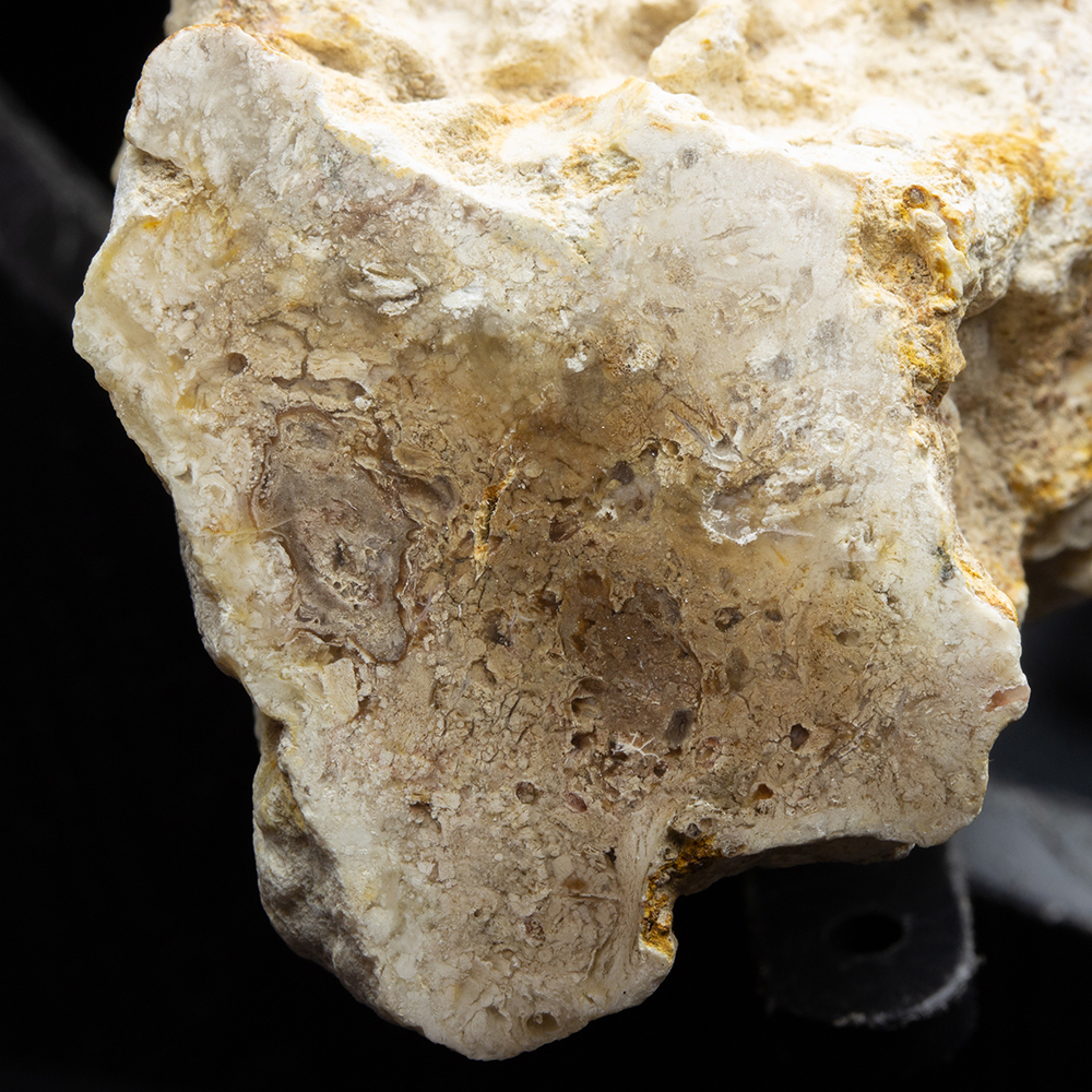 珪化木096｜恐竜・化石グッズの専門店 ふぉっしる