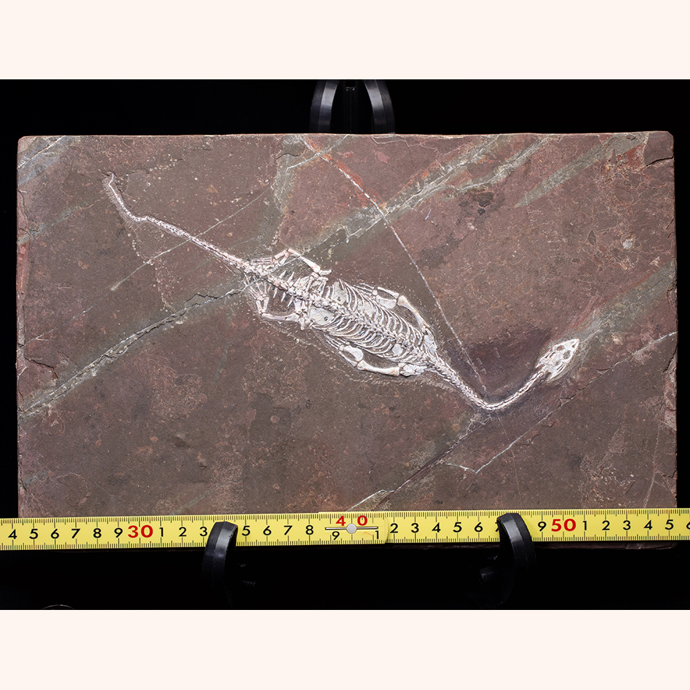 ケイチョウサウルス類001｜恐竜・化石グッズの専門店 ふぉっしる