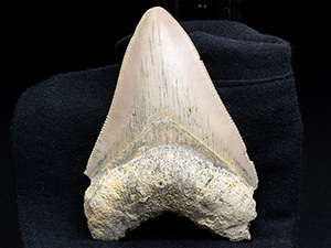 歯化石｜恐竜・化石グッズの専門店 ふぉっしる