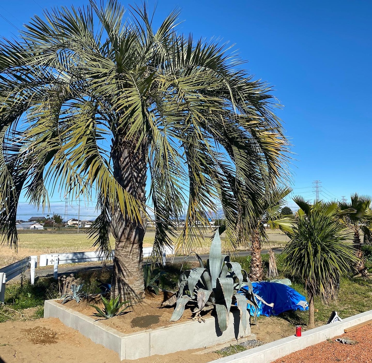 施工事例詳細 | Palmshop1184 |埼玉県深谷市でヤシの木販売