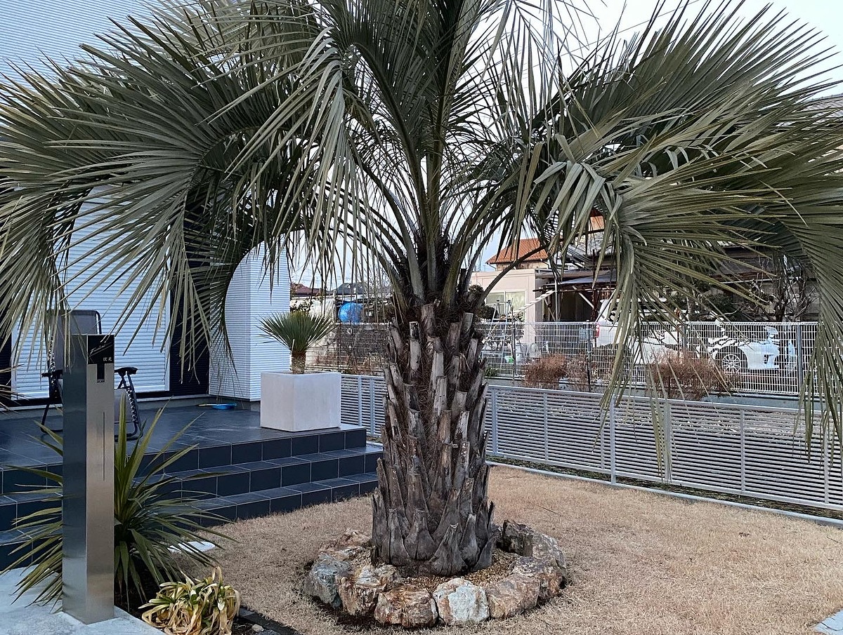 施工事例詳細 | Palmshop1184 |埼玉県深谷市でヤシの木販売