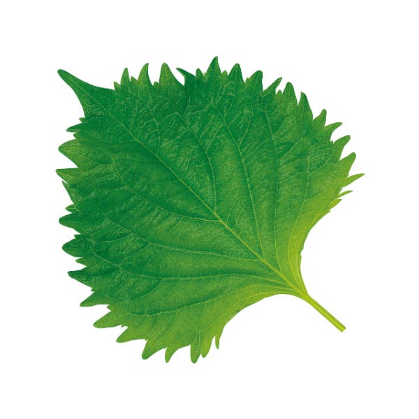 フィルムシート グルメシート 大葉 丸 ユニバース | テイクアウト容器