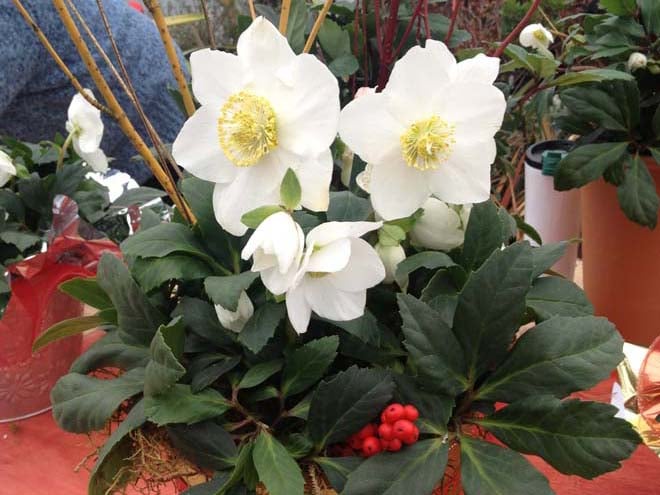 Pacific Horticulture | The Christmas Rose