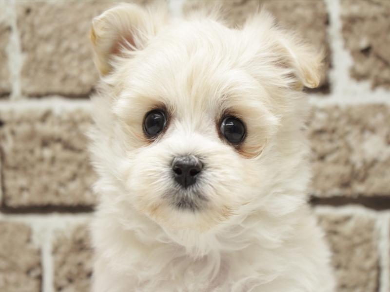 ﾏﾙﾎﾟﾒ【ﾏﾙﾁｰｽﾞ×ﾎﾟﾒﾗﾆｱﾝ】ミックス犬・ミックス猫の在籍一覧 ペット