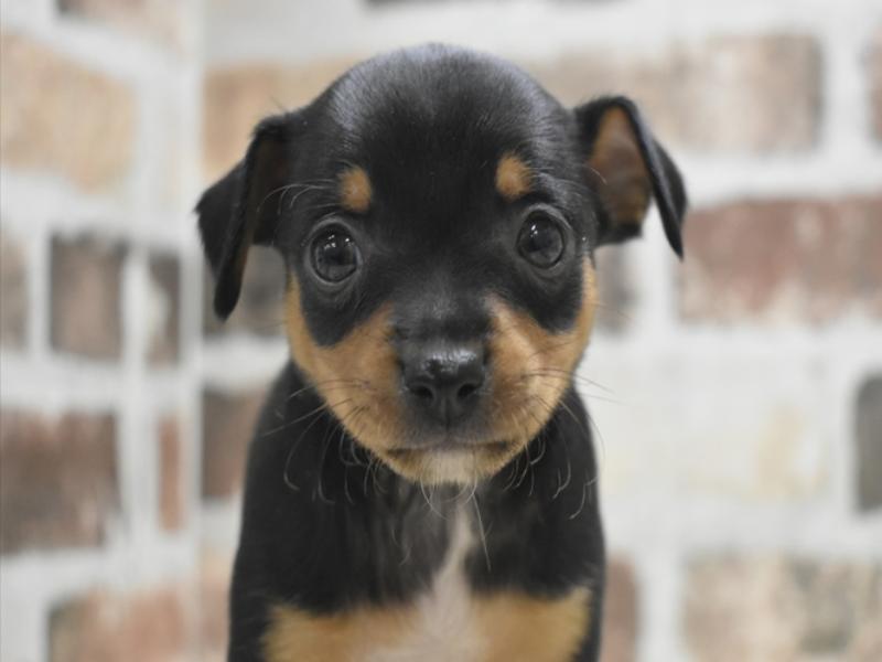 ﾁﾜﾋﾟﾝ【ﾁﾜﾜ×ﾋﾟﾝｼｬｰ】ミックス犬・ミックス猫の在籍一覧 ペットショップ