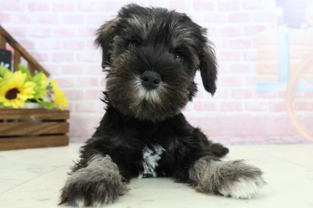 高知県のミニチュアシュナウザーの子犬を価格や特徴で探す|ペット